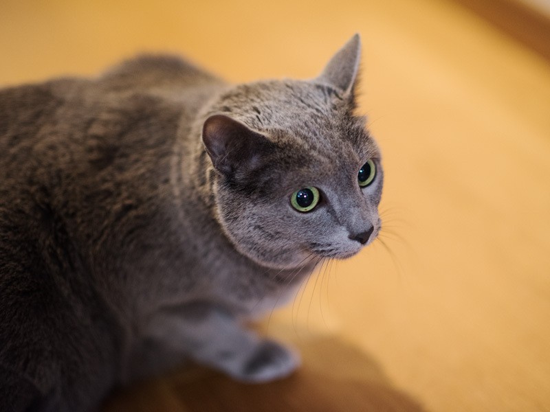 「潜るところがないとちょっと不安ね」（小林写函撮影）