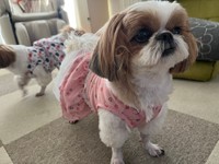 お洋服の袖のようにも見える＝シーズーのまるとおまめとこいもさん（@maruomamekoimo）提供