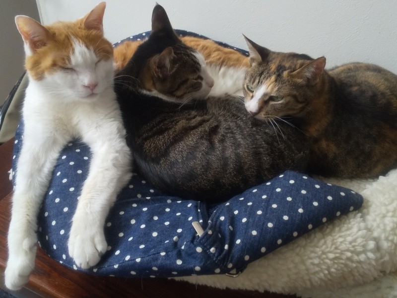 せっかくひとりでのびのび寝ていたのに、次々と後輩が入ってきて昼寝を邪魔される梵天丸（左）。しぶしぶながらも、場所を譲ってあげる優しい兄貴です。