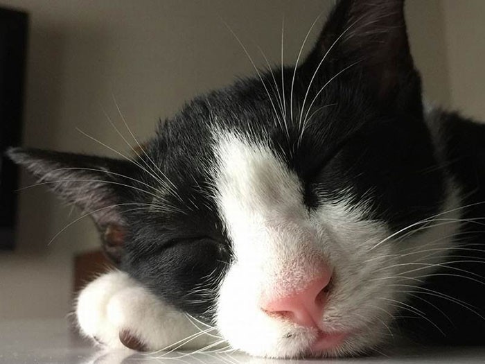 見ているだけで癒やされる寝顔