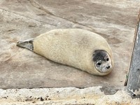 まるでエビフライ……！　離乳のタイミングで換毛します（提供：東武動物公園）
