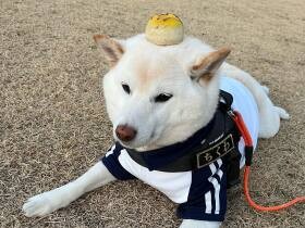 「いつの日か飼い主と並んで鍋がしたい！」と願っている！　柴犬「ちくわ」