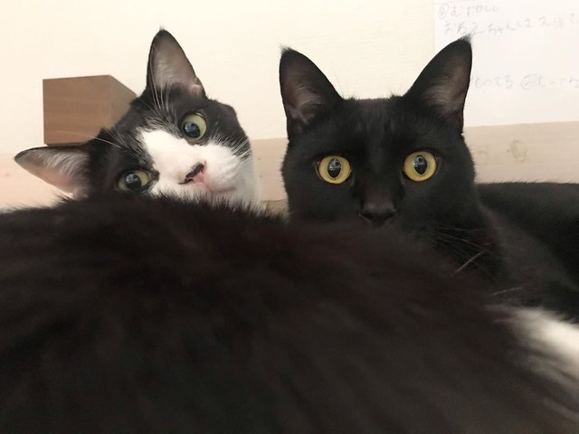 お兄ちゃんといいコンビでしょ（手前がはなびちゃん、後ろが虎徹くん）