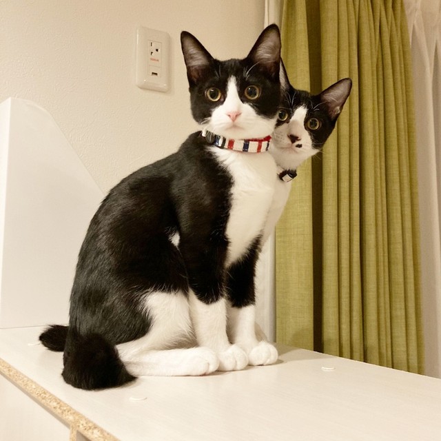 3歳になったころ。（左から）おとちゃんとこたろうくん（画像提供：neveさん）