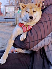 他の飼い主さんに抱っこされてうっとりするゆづちゃん（画像提供：柴犬 ゆづさん）