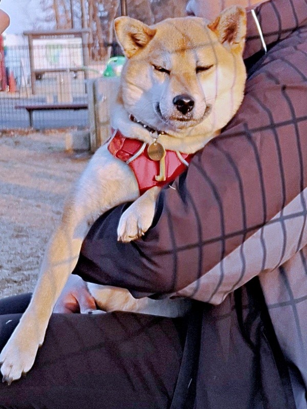 他の飼い主さんに抱っこされてうっとりするゆづちゃん（画像提供：柴犬 ゆづさん）