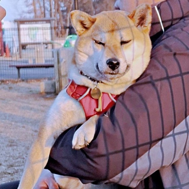 他の飼い主さんに抱っこされてうっとりするゆづちゃん（画像提供：柴犬 ゆづさん）
