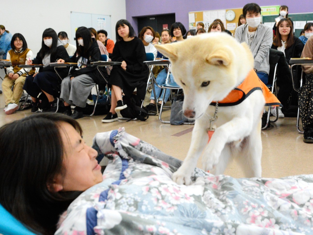 聴導犬ってこんな仕事するよ 大熊町で保護された ふく が実演 犬 猫との幸せな暮らしのためのペット情報サイト Sippo