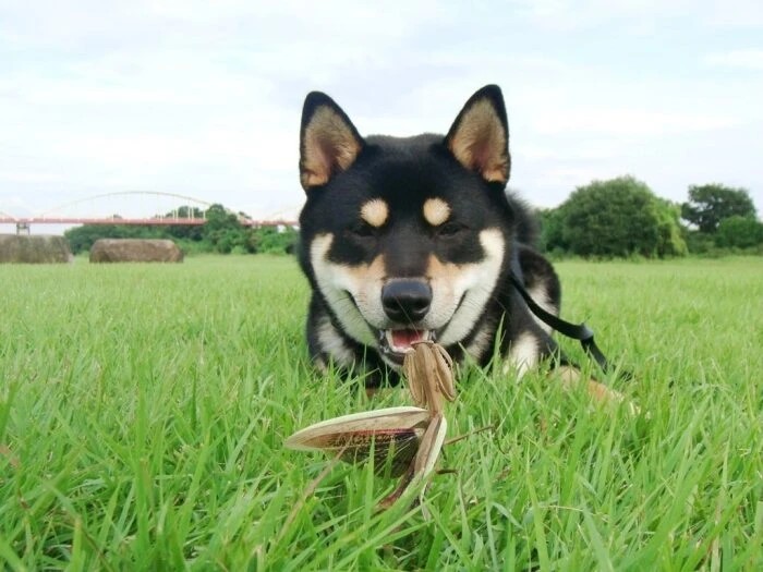 家にきたころの「蓮」