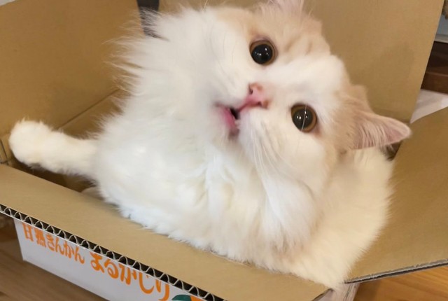 手頃な箱を見つけて喜ぶ＝ぽてねのアポロさん（@Hachicotton）提供