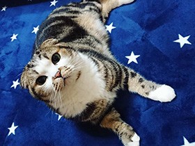 私のハートを盗んだ大泥棒！　スコティッシュ「五右衛門」