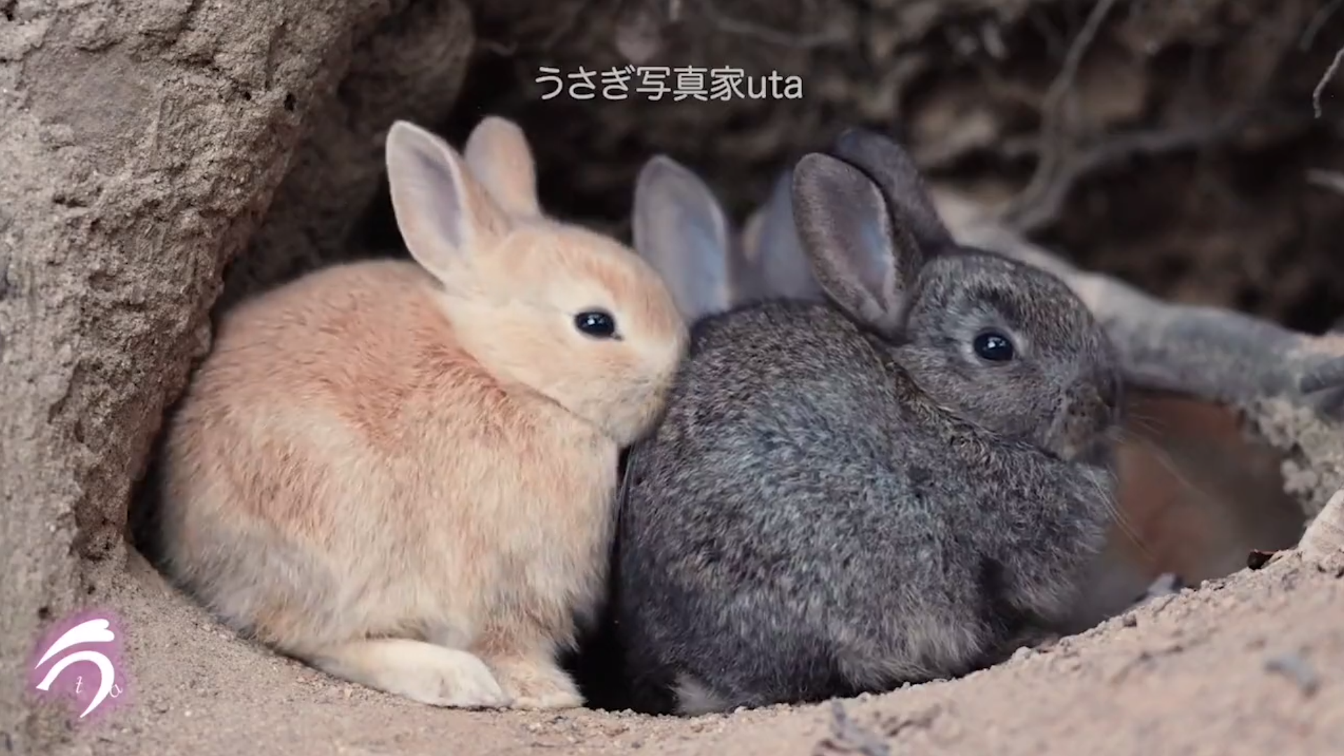 なんだこの天使達は」 親うさぎについていくモフモフ子うさぎ4匹が尊