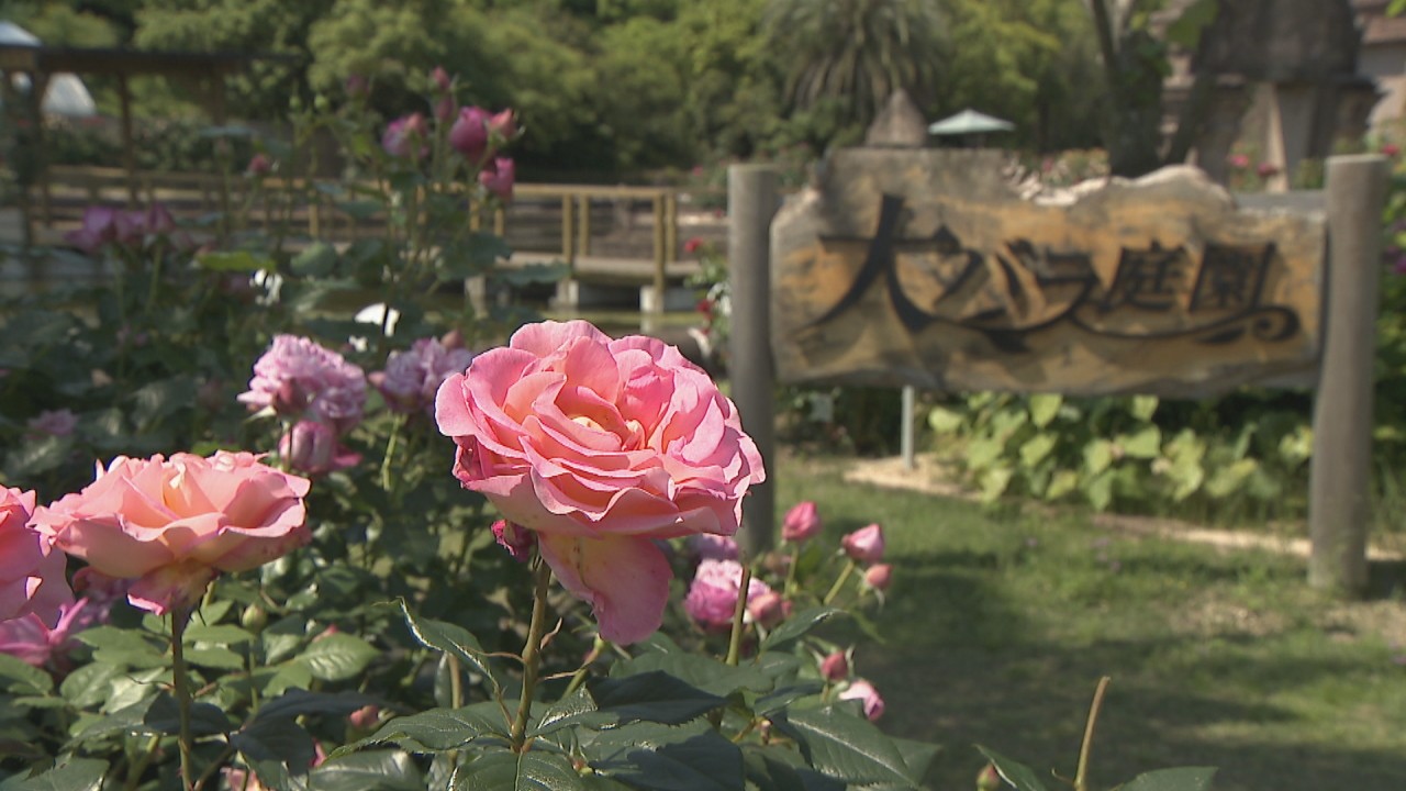 10万本のバラで幸せな気分に 春の大バラまつり 香川 丸亀市 Ksbニュース Ksb瀬戸内海放送