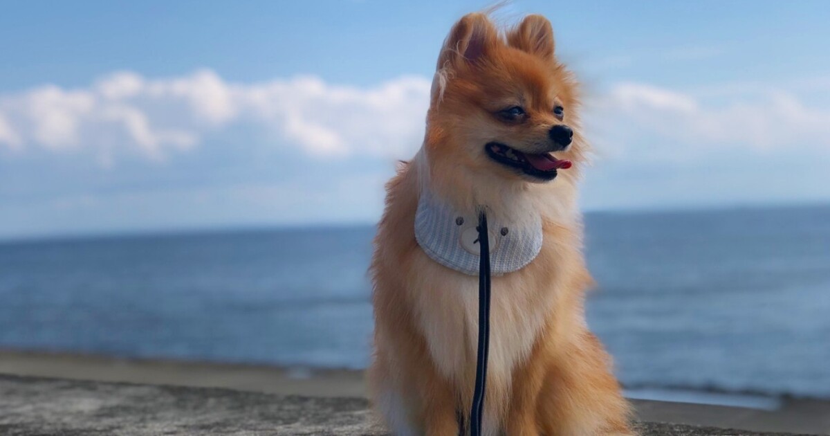 ペットショップで購入され数日で手放されたポメラニアン 第二の人生でリーダーに 犬 猫との幸せな暮らしのためのペット情報サイト Sippo
