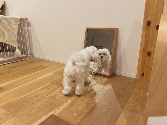 ひものおもちゃをくわえて相手をじっと見ています（マルチーズのぽんさんTwitterより）
