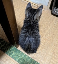 隣にちょこんと小さな背中（popncatさん提供）