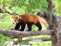 一匹で過ごすジャズはよく、ひょいっと木に登る姿を見せてくれます。