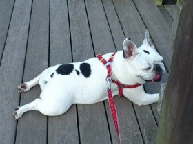 鼻ぺちゃ犬に多い「短頭種気道症候群」　悪化させないためには