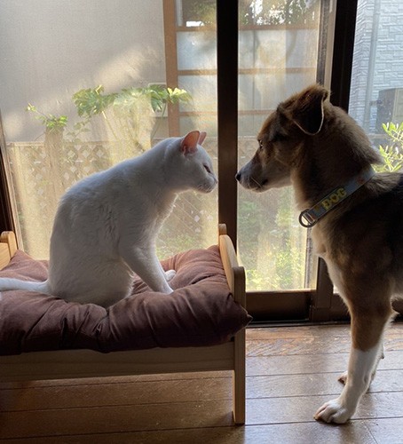 ５日目、猫のぺしぇ（推定16歳）とごあいさつ。「いろいろ覚えないとね」「はい先輩」（甲田さん提供）