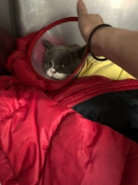 術後。少しでも安心できるように自身の服をケージに入れてもらった