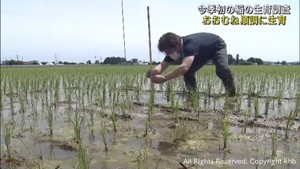 生育おおむね順調　宮城県で今シーズン初めて水稲生育調査