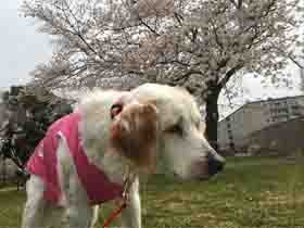 19歳になった愛犬　かけがえのない存在、犬友にも恵まれて