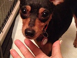 ミニピンには脱走が多い？　ハンターにもあった「脱走歴」