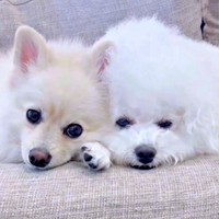 パパとママ、対応差が爆笑を誘った（左から）ハルくん、エマくん（画像提供：エマハルさん）