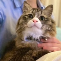 毛が少し短めの夏のロッケちゃん