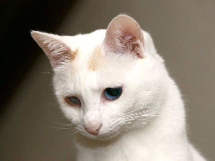 猫パンチをくらわした後の月ちゃん