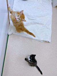 愛護センター時代の兄弟。元気いっぱい！ 壁をよじのぼるぐりくん、ちょこんと座るぐらくん（画像提供：runlo-nさん）