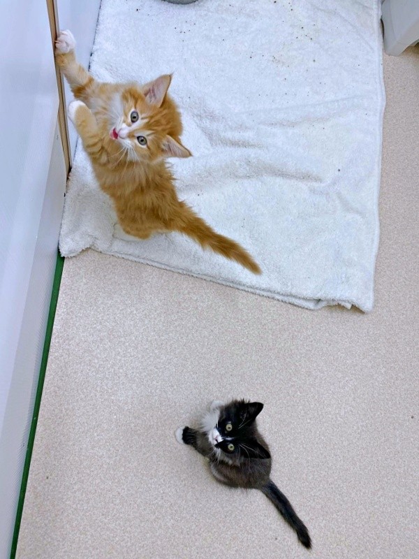 愛護センター時代の兄弟。元気いっぱい！ 壁をよじのぼるぐりくん、ちょこんと座るぐらくん（画像提供：runlo-nさん）