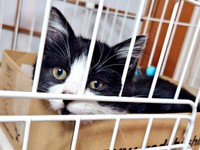 保護間もない頃、きょんとんとした表情を浮かべるあんこちゃん（画像提供：しじみとんさん）