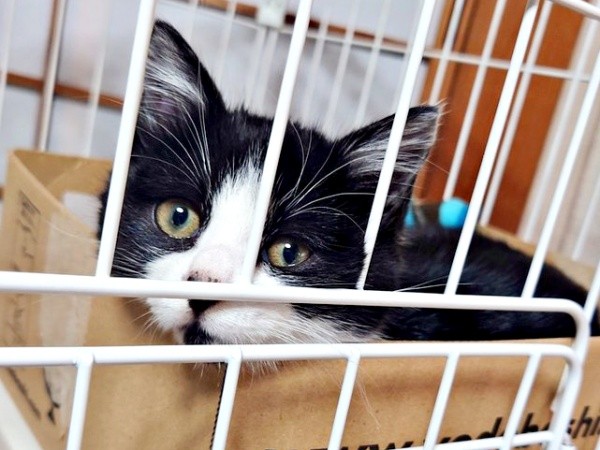 保護間もない頃、きょんとんとした表情を浮かべるあんこちゃん（画像提供：しじみとんさん）