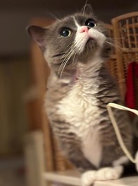 高いところにも登り、同居猫との追いかけっこも楽しめていた