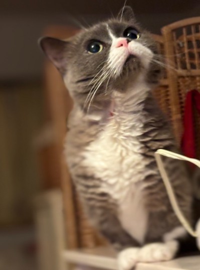 高いところにも登り、同居猫との追いかけっこも楽しめていた