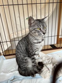 おすまし銀ちゃん＝sachie717さん提供