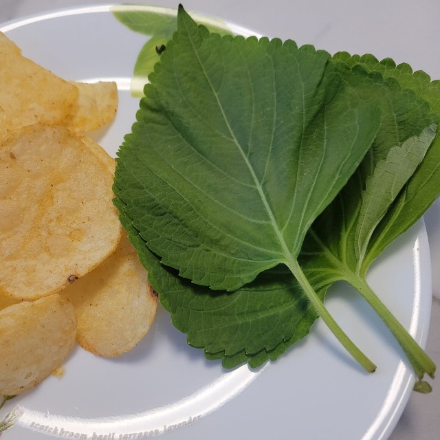 大葉がイケるならエゴマの葉でも…