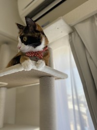 キャットタワーも登れるよ
