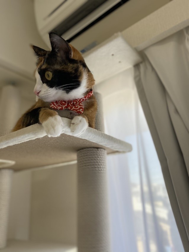 キャットタワーも登れるよ