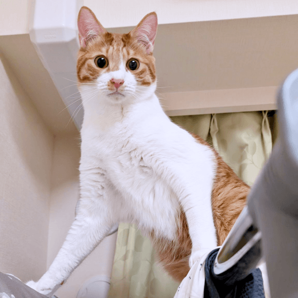 びっくり顔でこちらをみつめるせんじゅちゃん（画像提供：ミロカノさん）