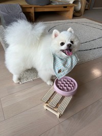 「とっても食いしん坊です」（提供：ポメラニアンの天くん！さん）