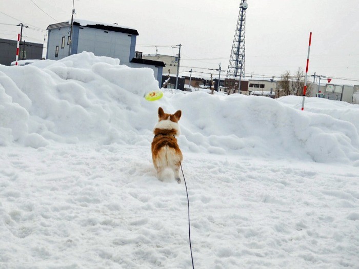 寒さなんてへっちゃらなノエル