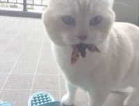 毎年恒例セミプレゼント、2018年バージョン（写真提供：ミギーさん）