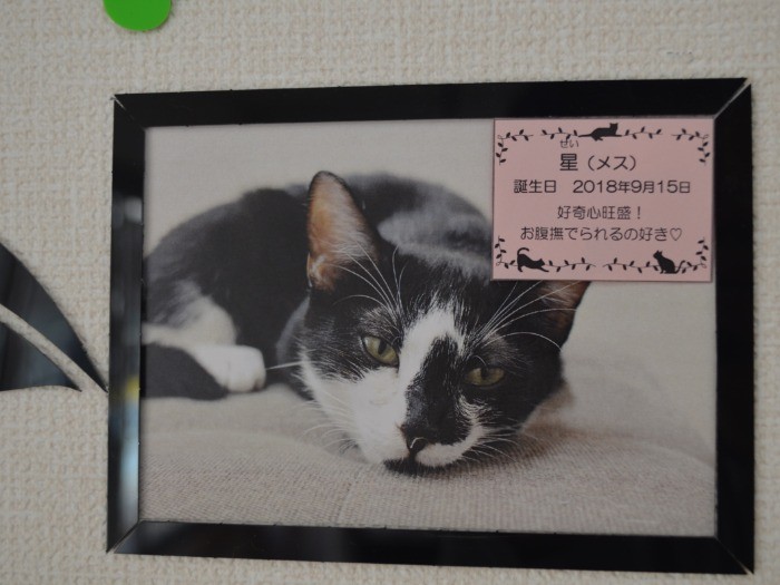 部屋の壁には猫たちのプロフィールが
