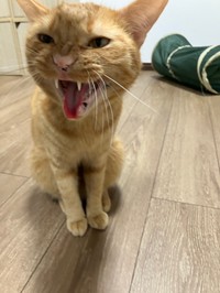 「家を傷つけそうなほうの写真」というひと言とともに投稿された写真、その3（画像提供：むぎと人間さん）