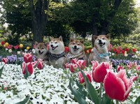 お花に囲まれての記念撮影（提供：柴犬茶々麻呂之介さん）