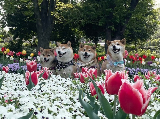 お花に囲まれての記念撮影（提供：柴犬茶々麻呂之介さん）