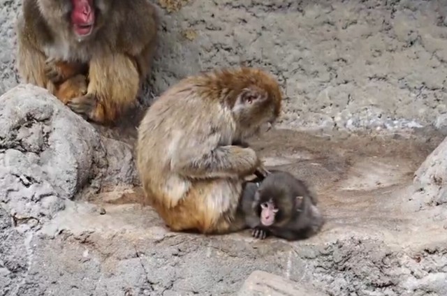 毛繕いされるパンチくん／市川市動植物園（@ichikawa_zoo）提供