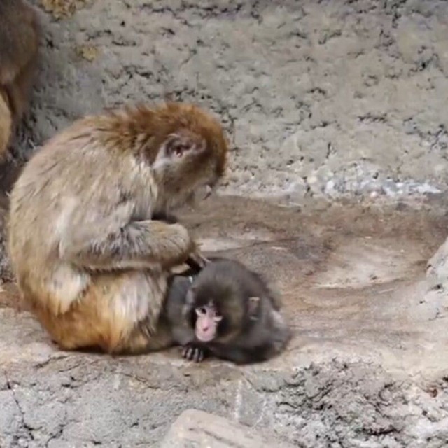 毛繕いされるパンチくん／市川市動植物園（@ichikawa_zoo）提供